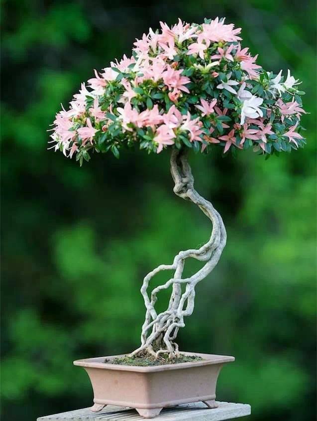 花木行業(yè)app開發(fā)如此吃香原因是什么