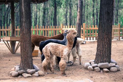 野生動物分析軟件開發(fā)成保護利器