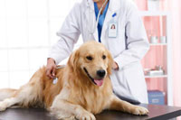 犬類防疫證APP開發(fā) 開啟文明養(yǎng)犬時代
