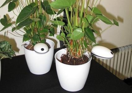 養(yǎng)花直播APP開(kāi)發(fā)