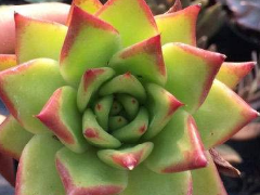 盆栽種植app開發(fā) 搞定家里的花花草草