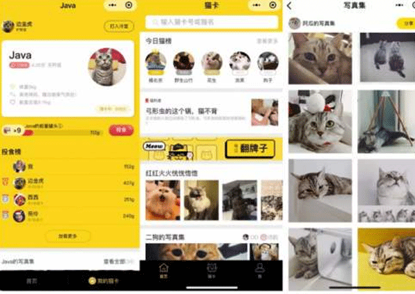 貓咪小程序開(kāi)發(fā)給愛(ài)貓人士提供平臺(tái)-廣州app開(kāi)發(fā)公司酷蜂科技