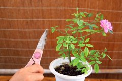 園藝花卉APP定制開發(fā)提供花卉選購(gòu)、養(yǎng)護(hù)、園藝教育等服務(wù)